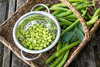 Freshly picked Broad beans 'Aquadulce', shelled beans in stainless steel colander