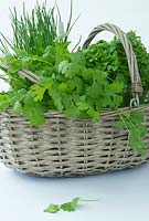 Collection of herbs in a basket - flatleaf Parsley , Chives and Greek basil
