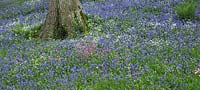 Woodland garden with swathes of Hyacinthoides non-scripta - Bluebells and wild flowers - Maenan Hall, Snowdonia, North Wales 