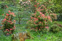 Woodland garden with specimen trees, Pieris 'Forest Flame' in dell with grass paths cutting through swathes of bluebells and wild flowers - Maenan Hall, Snowdonia, North Wales 