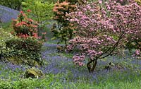 Woodland garden with specimen trees, Rhododendron and Azaleas in dell with swathes of bluebells and wild flowers - Maenan Hall, Snowdonia, North Wales 