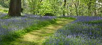Woodland garden with specimen trees, Rhododendron and Azaleas in dell with grass paths cutting through swathes of bluebells and wild flowers - Maenan Hall, Snowdonia, North Wales 