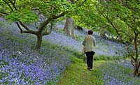 Visitor walking through woodland garden with specimen trees, Rhododendron and Azaleas and Magnolias in dell with grass paths, swathes of bluebells and wild flowers - Maenan Hall, Snowdonia, North Wales 