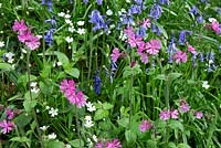Silene dioica - Red Campion and Hyacinthoides non-scripta - Bluebells and wild flowers - Maenan Hall, Snowdonia, North Wales 