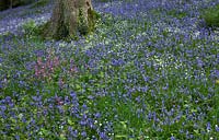 Silene dioica - Red Campion and Hyacinthoides non-scripta - Bluebells - Maenan Hall, Snowdonia, North Wales 