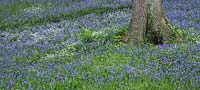 Hyacinthoides non-scripta - Bluebells - Maenan Hall, Snowdonia, North Wales 
