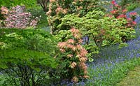 Woodland garden with specimen trees, Rhododendrons, Azaleas and Pieris in dell with grass paths cutting through swathes of bluebells and wild flowers - Maenan Hall, Snowdonia, North Wales 