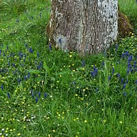 Wildflowers and Muscari planted round base of mature tree in spring - Maenan Hall, Snowdonia, North Wales 