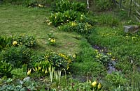 Bog garden with Lysichiton americanis - yellow skunk cabbage and Caltha palustris - Marsh Marigold - Snowdonia,  North Wales