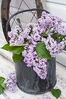 Syringa vulgaris - Lilac cut flowers in watering can
