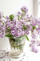 Syringa vulgaris - Lilac simply arranged in glass vase