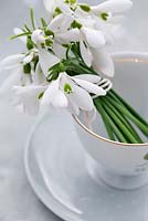 Galanthus- Snowdrops in a teacup