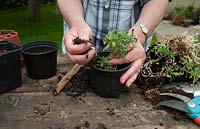 Plants for free - discard at the garden centre makes 3 new Aubretia plants