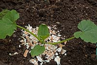 Eggshells round courgette plant to discourage slugs and snails