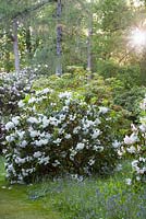 Loderi group Rhododendrons line footpath through spring woodland garden. Ramster Garden, Surrey