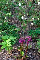 Step/winter garden with Bergenia growing under Magnolia wilsonii   - Cotswold Farmhouse 
 