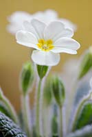 Primula vulgaris - Primrose