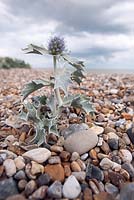 Eryngium maritimum - sea holly growing on beach