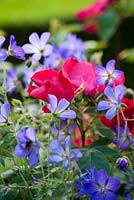 Red rose and blue hardy geranium combination.  Seend, Wiltshire