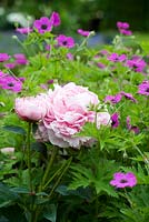 Close-up plant combination of geranium psilostemon and pink peony lactiflora. Seend, Wiltshire