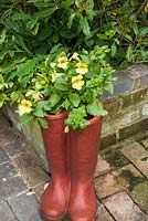 Mimulus in mock wellingtons container