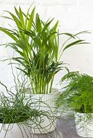 Green houseplants in white pots - Asparagus plumosus, Chamadorea elegans and Juncus effusus 'Spiralis'