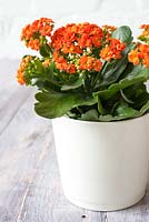 Orange Kalanchoe in white container