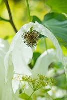 Davidia Involucrata Sonoma - Dove Tree flower