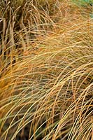 Carex comans Bronze, Sedge. Grass, August. Portrait of hair like golden grass.