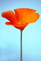 Eschscholzia californica - Californian poppy