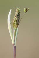 Foeniculum vulgare - bronze fennel