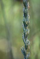 Leymus arenarius, Lyme grass
