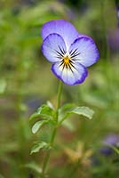 Viola sorbet