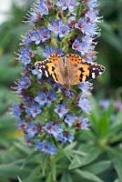 Viper's Bugloss, Echium vulgare with Painted Lady Vanessa cardui butterfly
