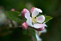 Malus 'Worcester Pearmain' apple blossom