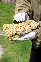 Beekeeper wearing plastic handgloves holding honeycomb with honeybees.