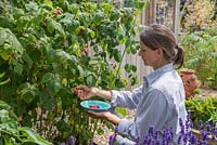 Woman harvesting Raspberry 'Glen Magna'