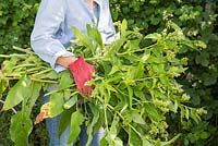 Woman carrying cuttings of comfrey to make fertiliser