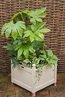 Cream container of shade loving plants including Fatsia japonica, Glechoma hederacea 'Variegata', Hosta 'Wide Brim' and Hosta 'Patriot'
