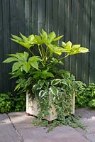 Cream container of shade loving plants including Fatsia japonica, Glechoma hederacea 'Variegata', Hosta 'Wide Brim' and Hosta 'Patriot'