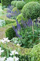 Box parterre with box lollipops, purple salvias, white irises and Stachys macrantha on the top lawn. Forest Lodge, Pen Selwood, Somerset, UK