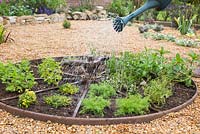 Watering newly planted herb wheel -  Plants include Rosemary 'Fota Blue', Lavandula angustifolia 'Hidcote', Thymus 'Doone Valley', Thymus vulgaris, Pot Marjoram, Chervil, Mint 'Swiss', Thymus serpyllum and Chamomile 'Double'. 