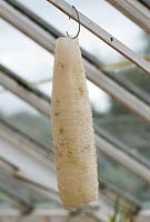 Luffa aegyptiaca - Loofah drying in a greenhouse