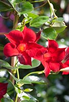 Mandevilla sanderi Sundaville Dark Red - Brazilian Jasmine