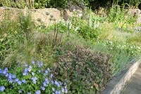 Deep herbaceous border including Geranium Rozanne = 'Gerwat', grasses and Sedum 'Matrona'. Old Rectory, Batcombe, Somerset, UK