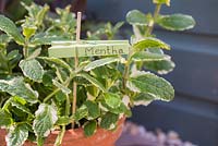 Mentha plant with label. 