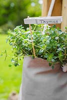 Thymus plant with label. 