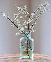 Prunus spinosa, Blackthorn blossom in large vintage glass pickling jar.
