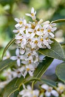 Osmanthus delavayi, Sweet Olive. Evergreen Shrub. March. White Blossom.