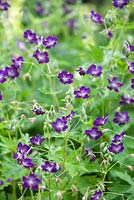 Geranium Phaeum 'Lily Lovell'. May. Purple flowers.